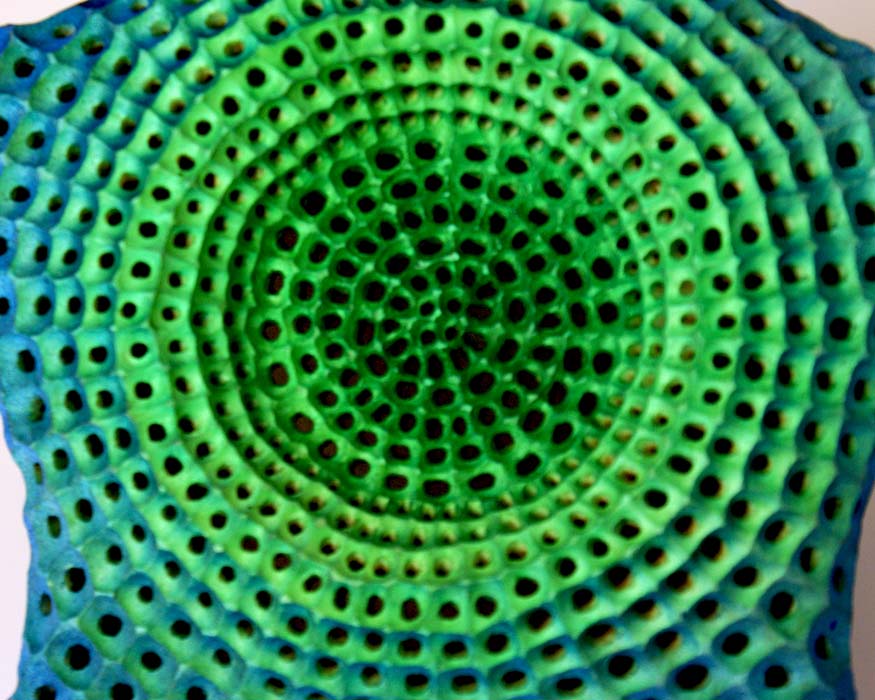 Diatom IV, close-up