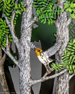 TheLastWarbler-10-220202.jpg